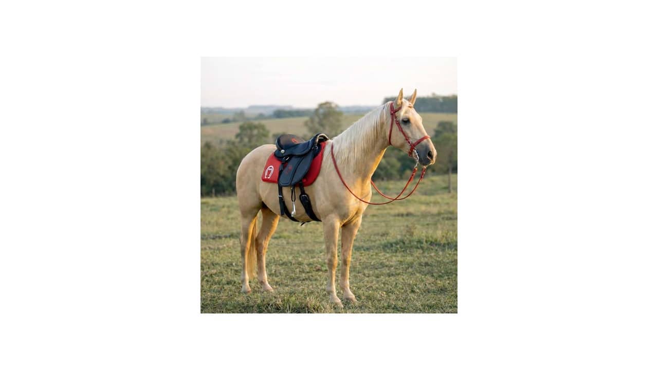 Sela para Cavalo é Bom Mesmo? As 10 Melhores Selas para Mangalarga